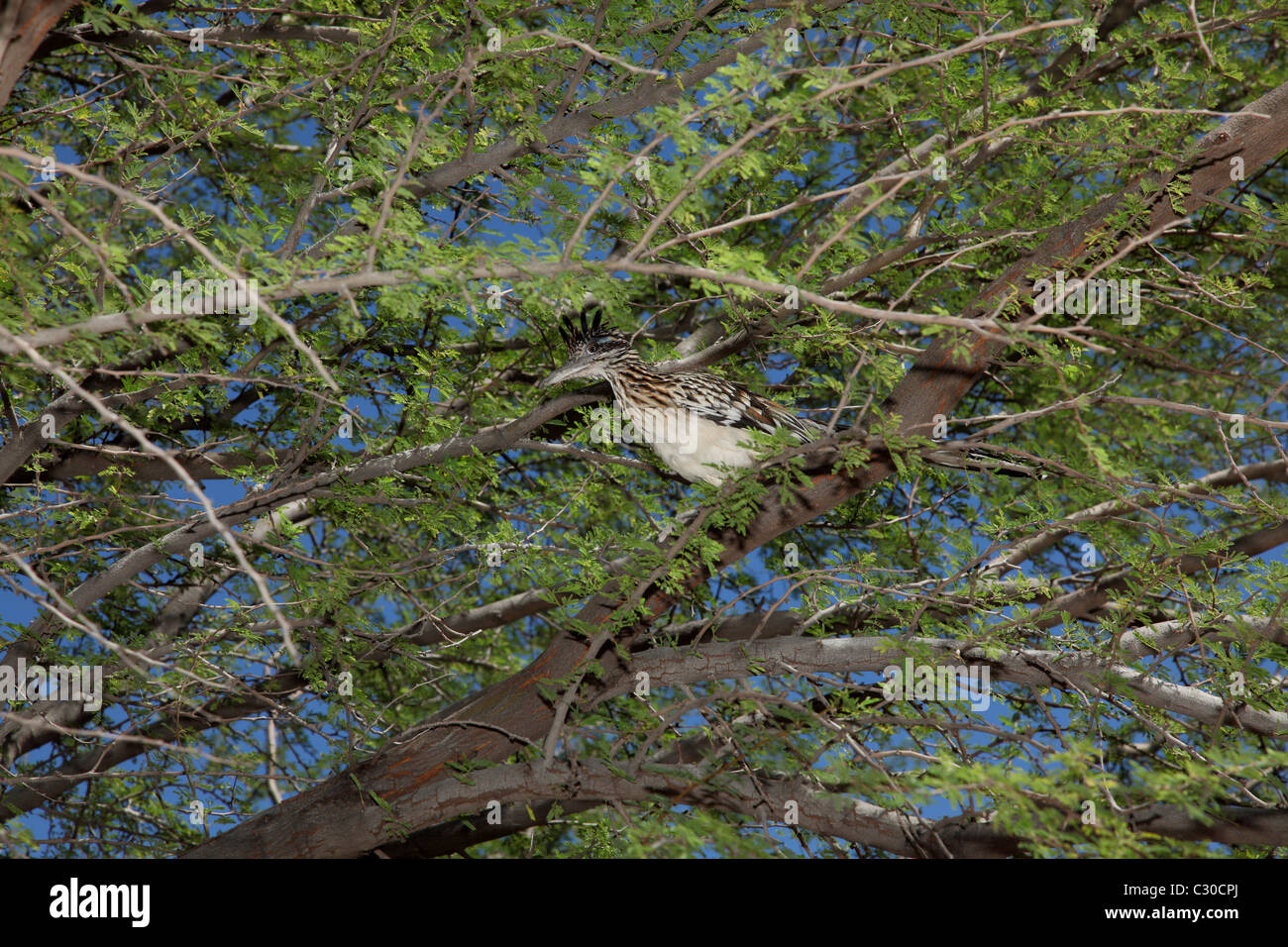 Roadrunner oiseau dans un arbre mesquite Banque D'Images