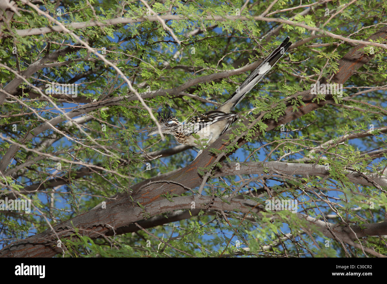 Roadrunner oiseau dans un arbre mesquite Banque D'Images