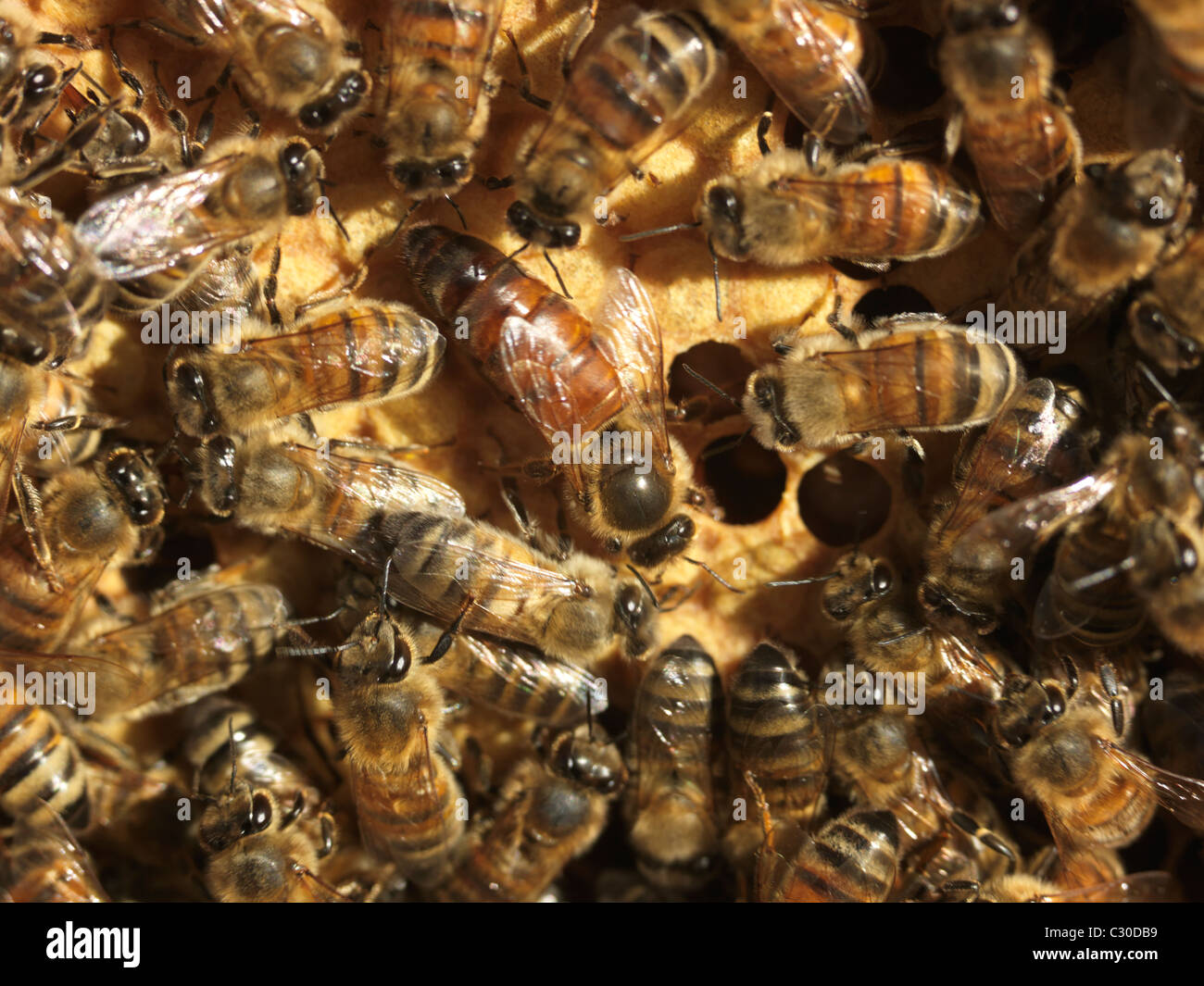 Reine des abeilles de couvain sur Nid d'Angleterre Surrey Banque D'Images