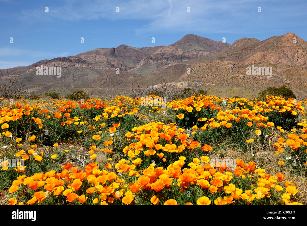 Coquelicots dans le désert d'El Paso, au Texas au printemps Banque D'Images
