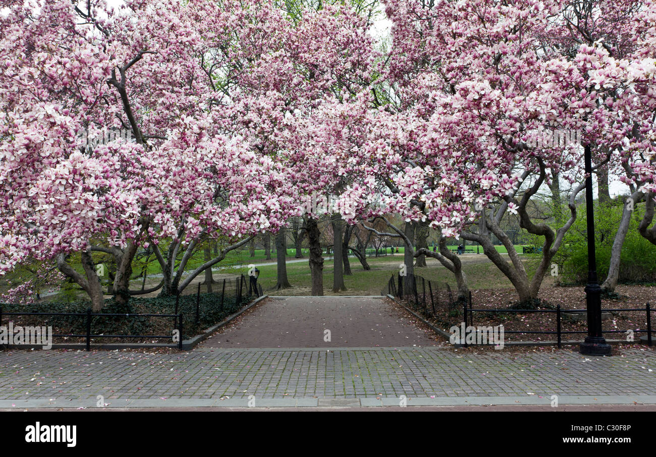 Printemps dans Central Park avec la floraison des arbres tulipe Banque D'Images