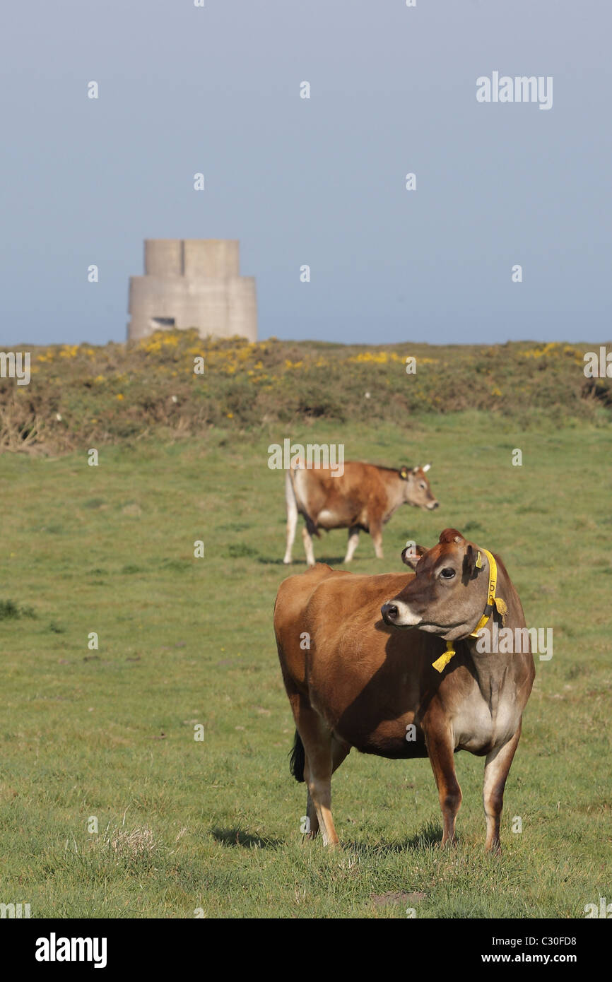 Vaches de Jersey et de la tour de garde allemands les Landes à Jersey Channel Islands Banque D'Images