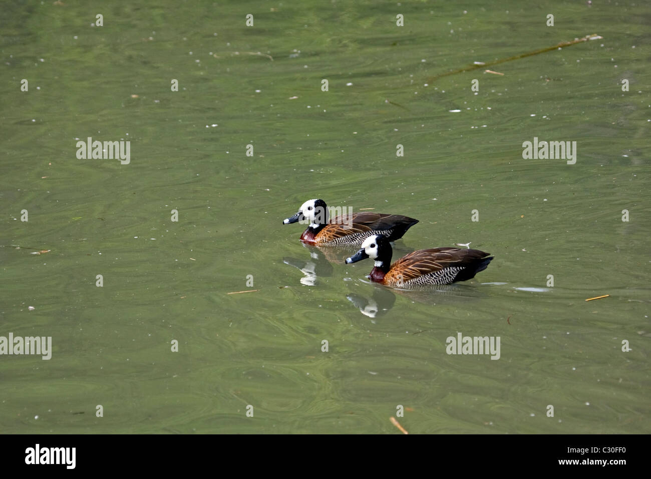 Whisting White-Faced Canards Banque D'Images