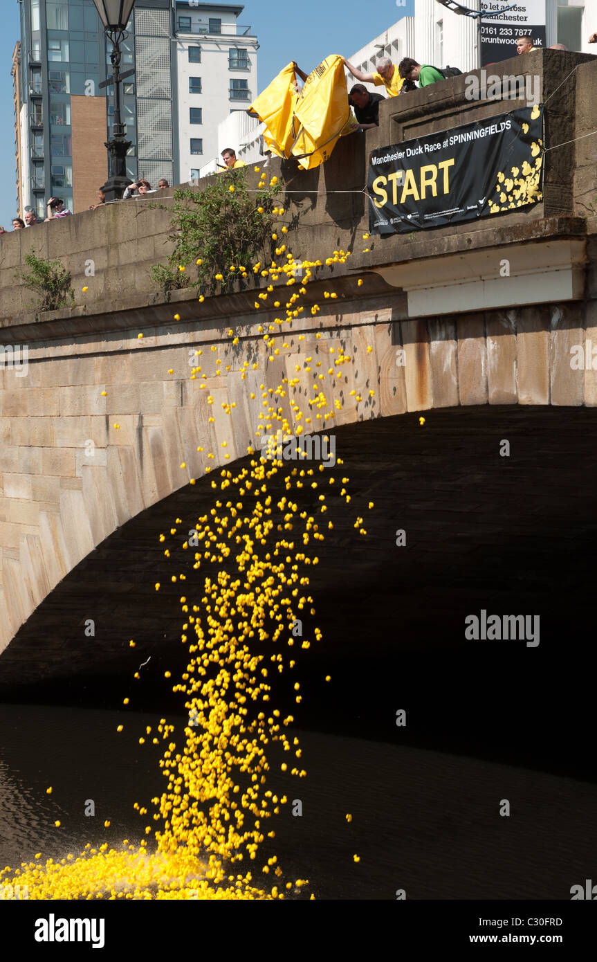 Le début de la 2e course de canards Manchester l'événement de bienfaisance a lieu sur la rivière Irwell, Spinningfields, le Vendredi saint. Banque D'Images