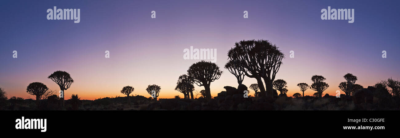 Vue panoramique d'un arbre ou carquois Kokerboom (Aloe dichotoma) est une espèce d'aloès originaire d'Afrique du Sud et la Namibie Banque D'Images