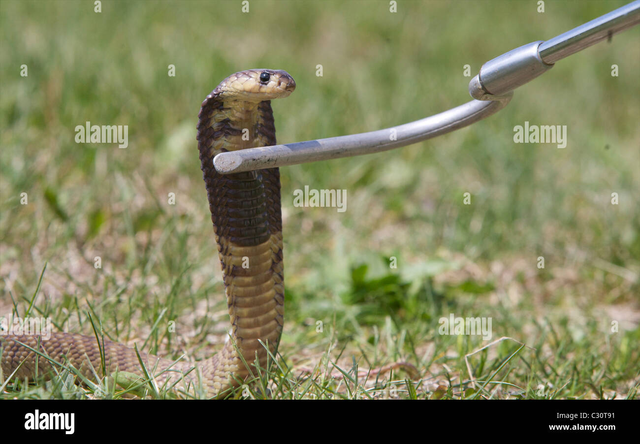 Un Cobra (Naja annulifera Snouted) dans une zone herbeuse réagit à un  crochet de serpent Photo Stock - Alamy
