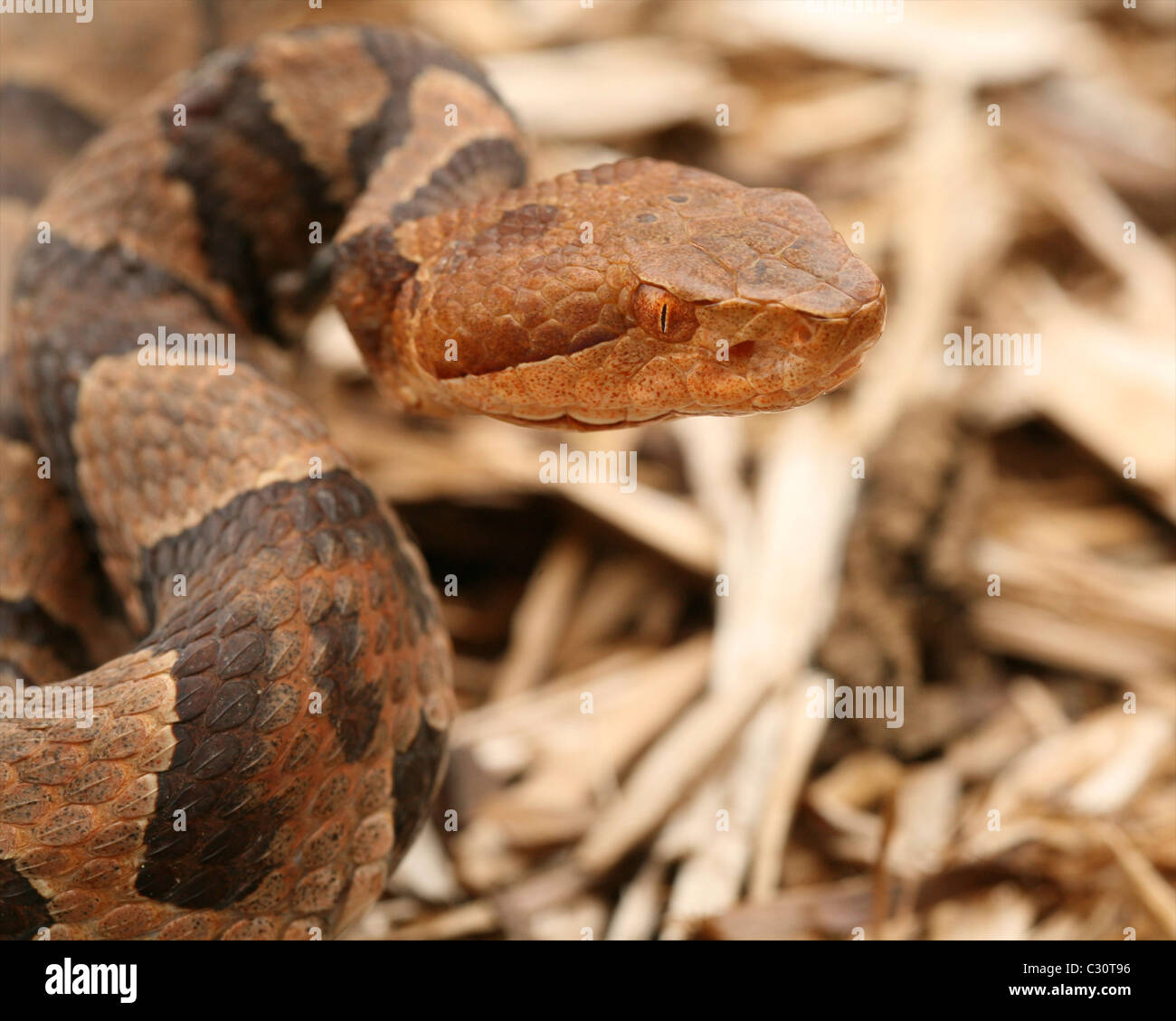Close-up of a Northern Copperhead montrant les sept caractéristiques d'identification (voir la description pour plus de détails). Banque D'Images