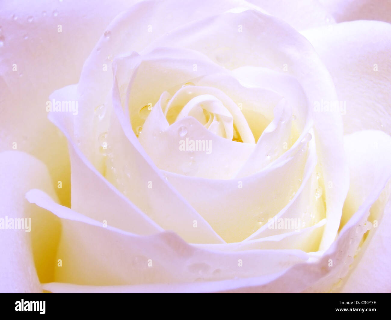 Rose blanche avec des gouttes de rosée dans la lumière bleue Banque D'Images