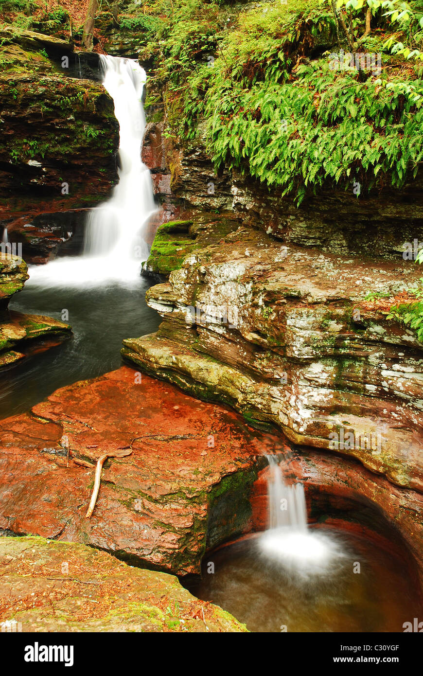 Adams falls dans Ricketts Glen State Park, New York Banque D'Images