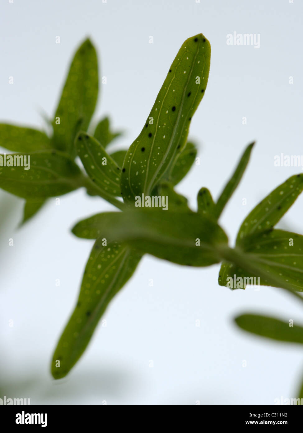 Perforer à St John's wort, hypericum perforatum Banque D'Images