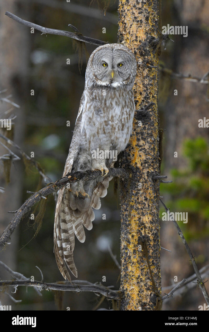 Images en tête-Christian Chevalier photographe - La chouette soleil Au  petit matin du 21 décembre 2017 Great grey owl / chouette lapone