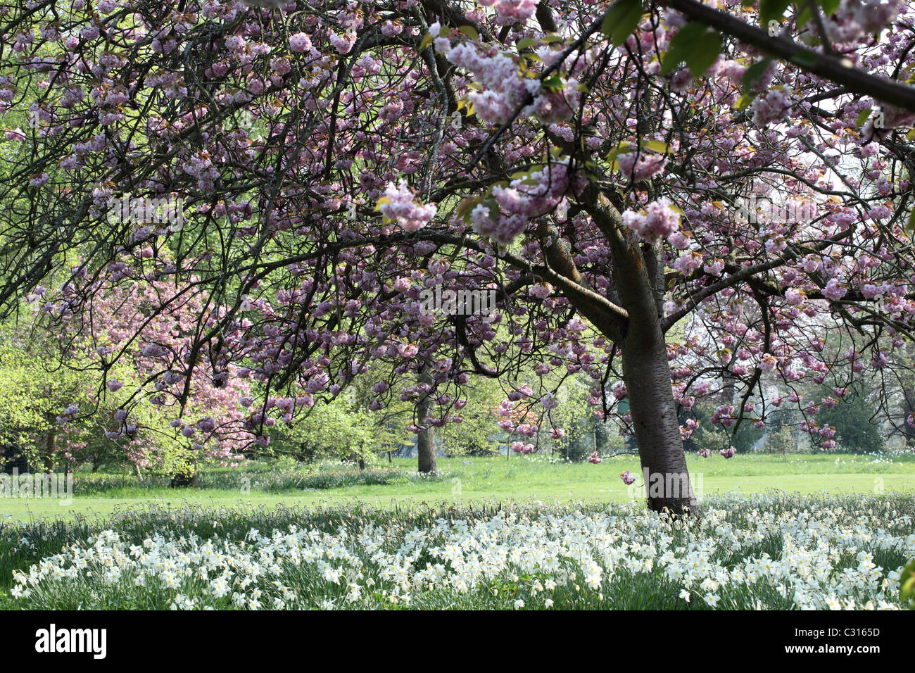 Jardin de printemps, Corsham Court, Wiltshire, Angleterre Banque D'Images