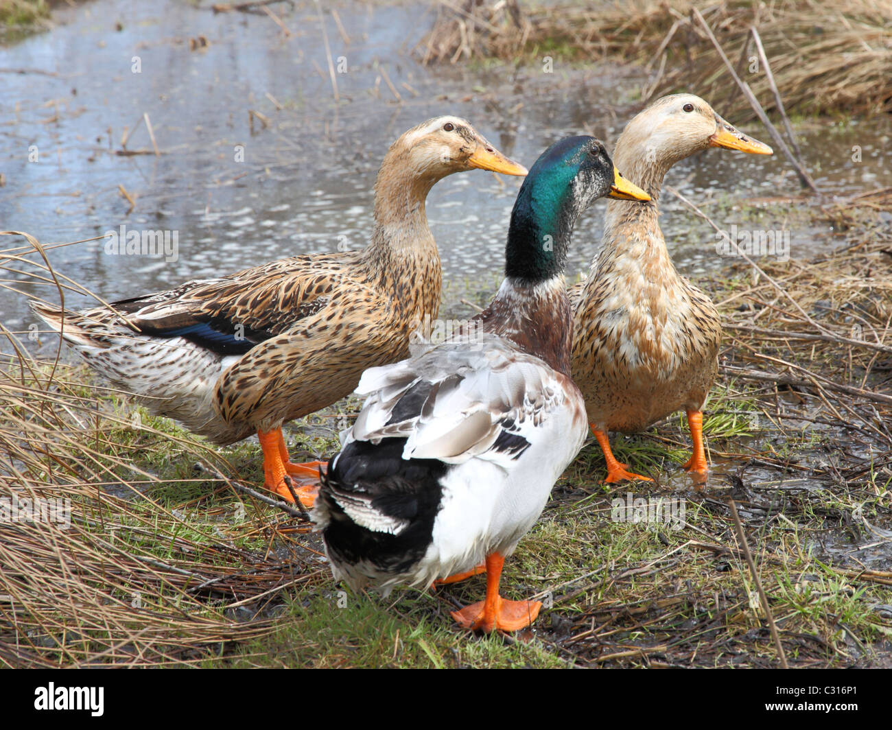 Trois beaux canards sur le lac Banque D'Images