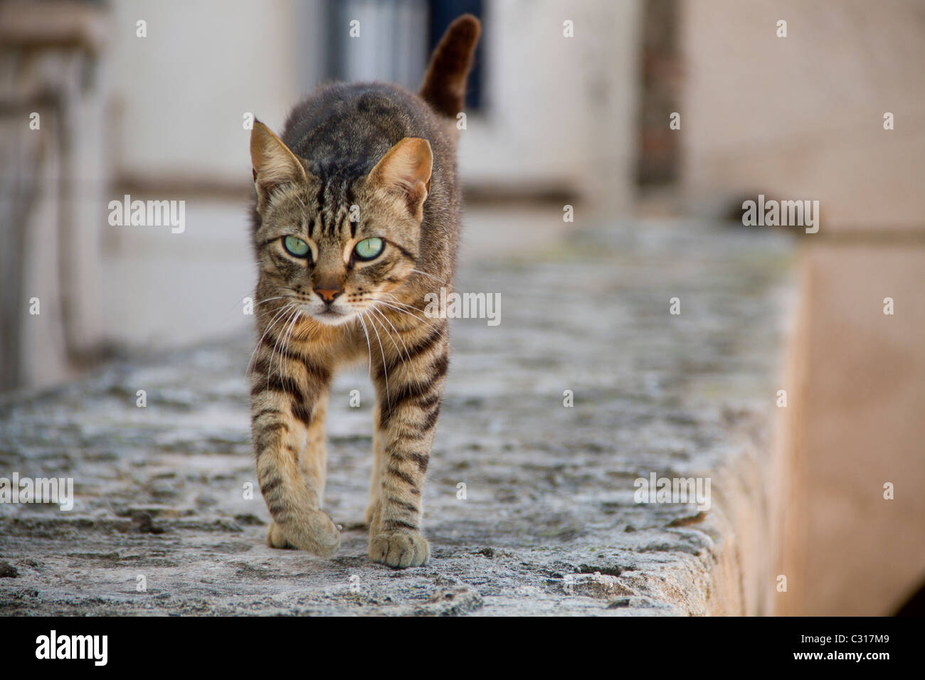 Cat Street balade le long d'un mur à Essaouira Banque D'Images