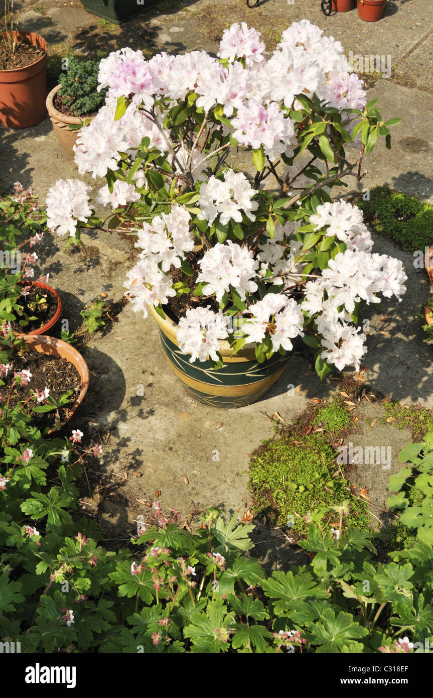 Rhododendron dans un jardin de banlieue. Banque D'Images