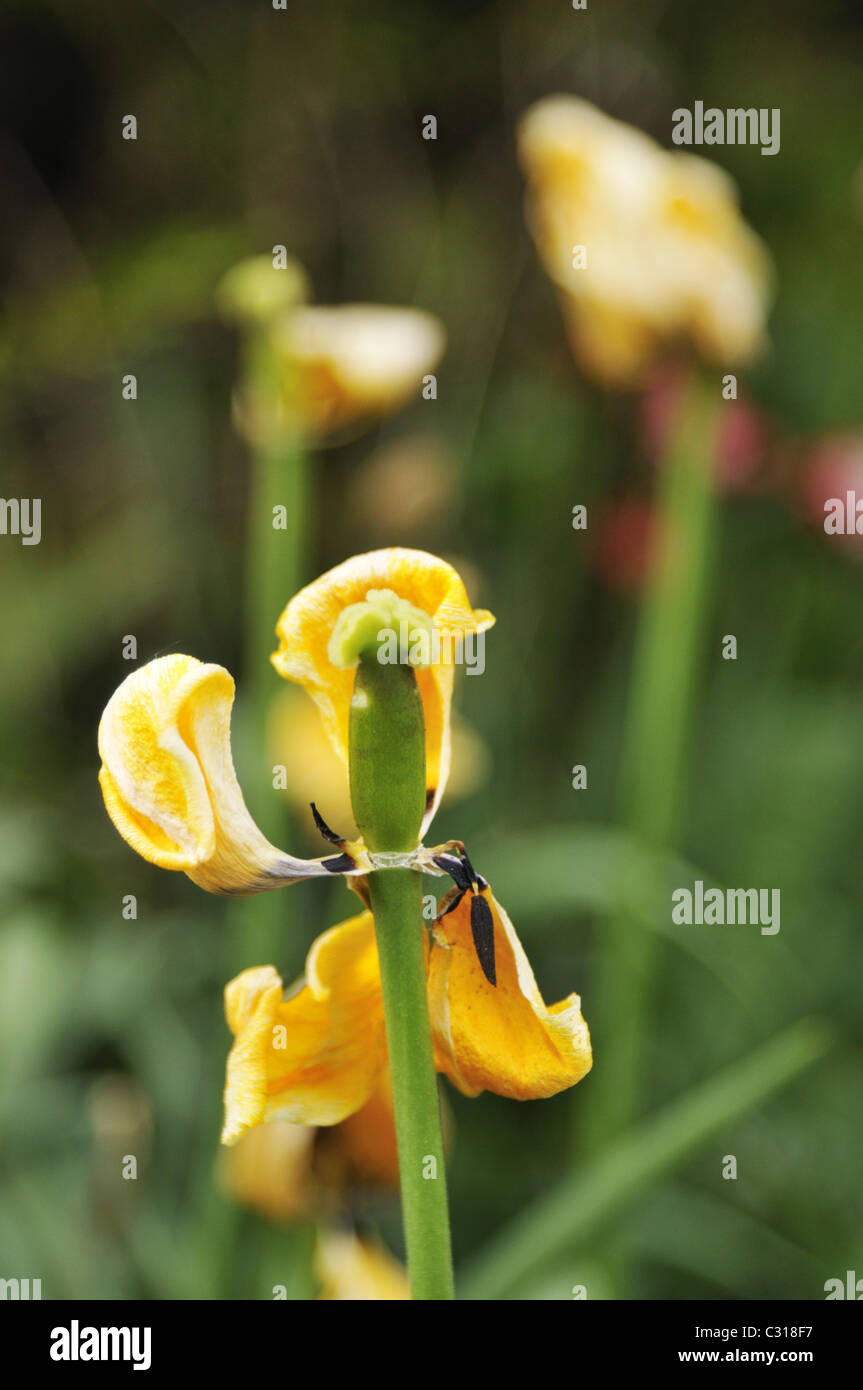 Withering tulipes jaunes Banque D'Images