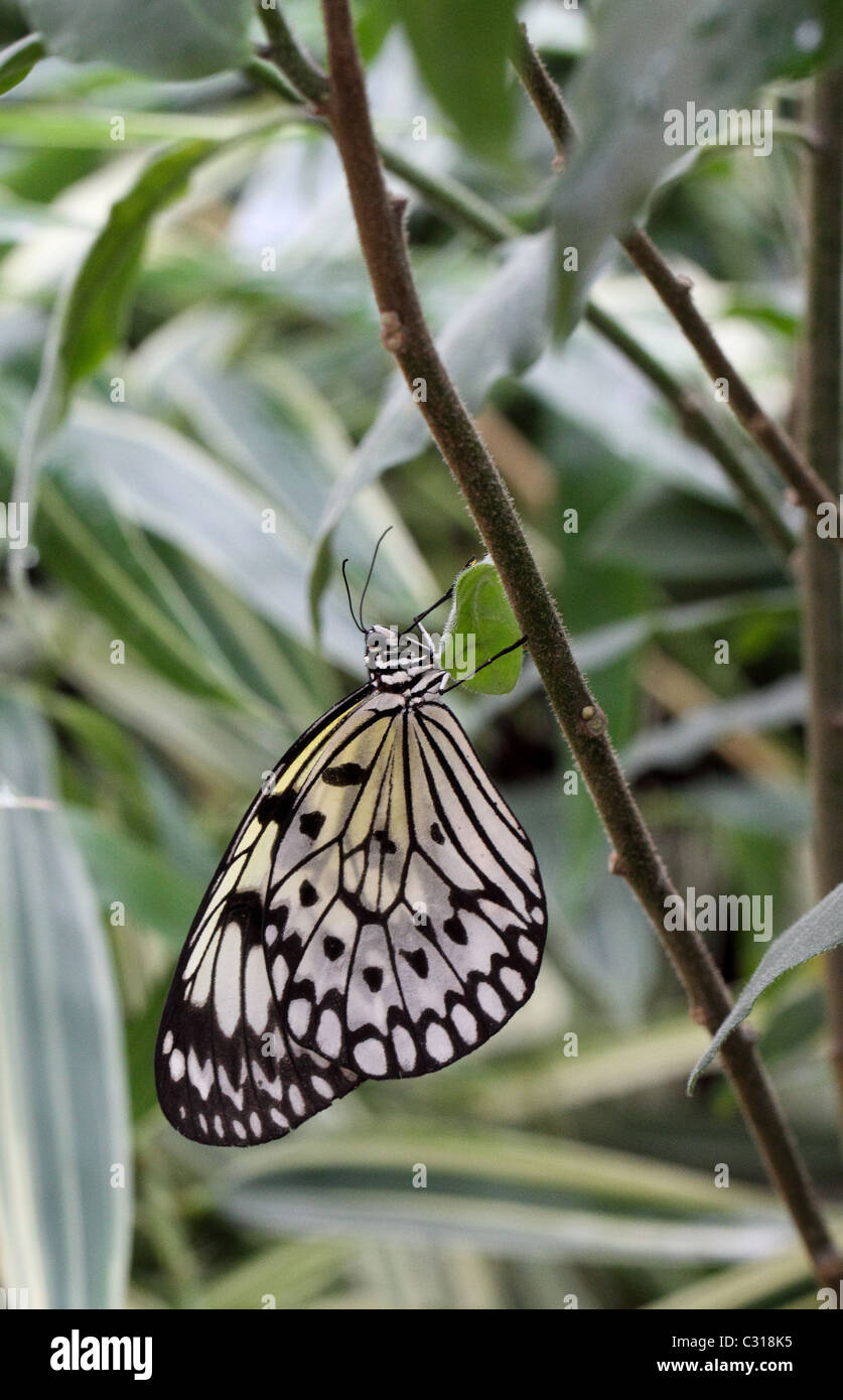 MALABAR Tree Nymph Butterfly  idée malabarica Banque D'Images