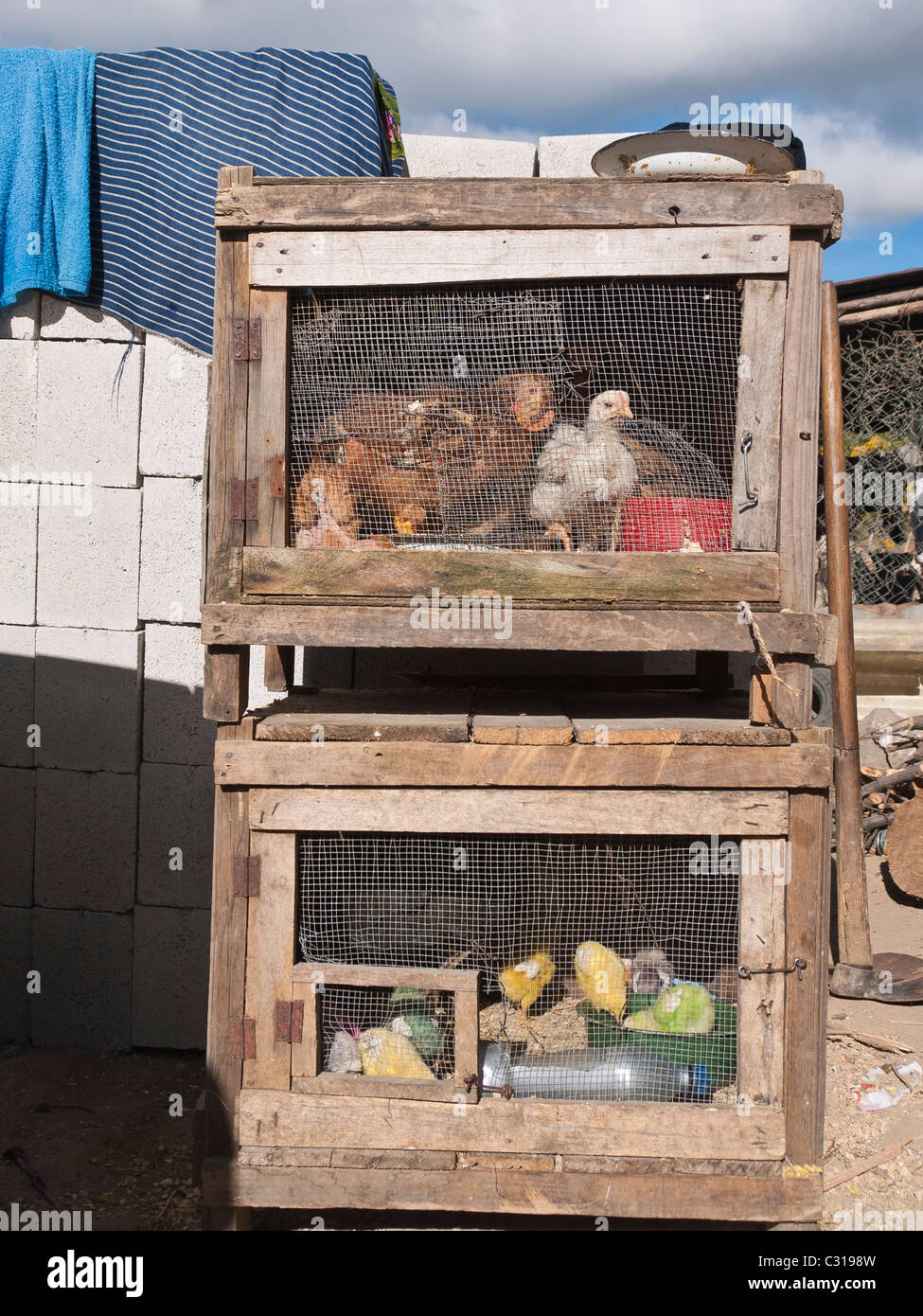 Poulets et poussins sont conservés dans une cage à l'extérieur d'une maison  à Totonicapan, Guatemala Photo Stock - Alamy