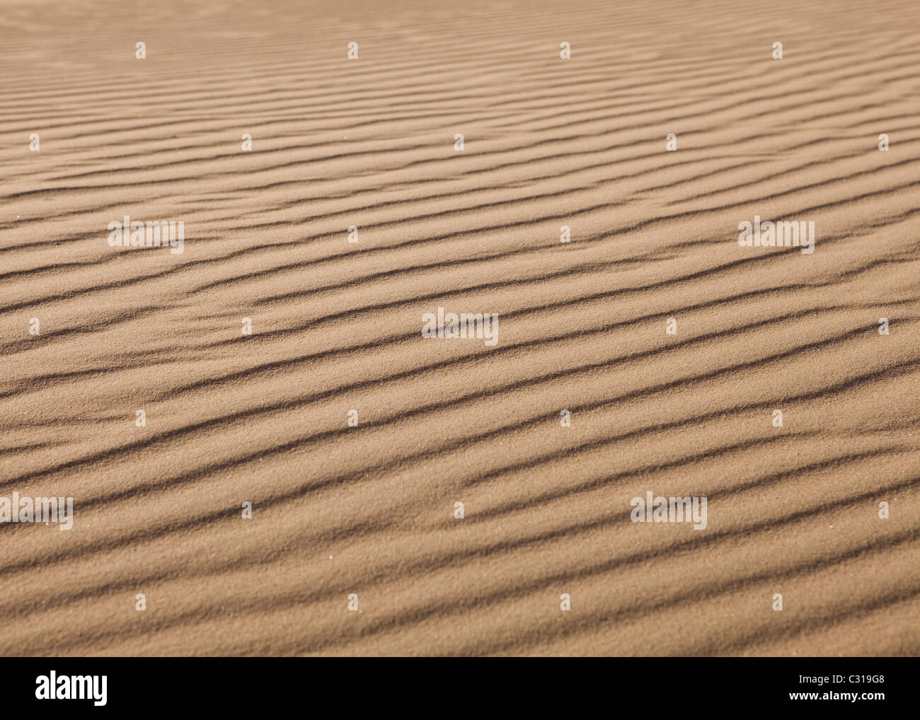 Les ondulations du vent sur le sable du désert - désert de Mojave en Californie , USA Banque D'Images
