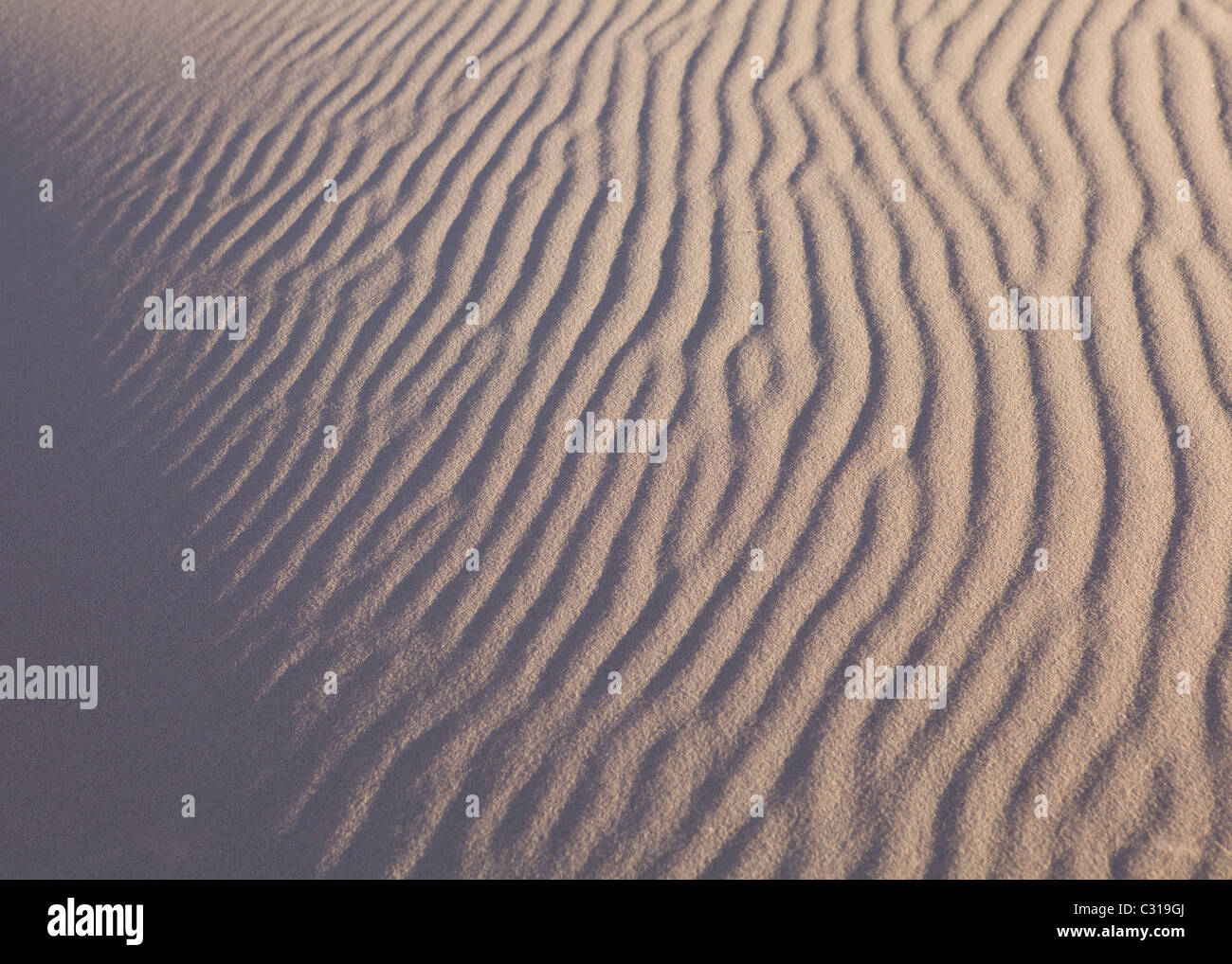 Les ondulations du vent sur le sable du désert - désert de Mojave en Californie , USA Banque D'Images