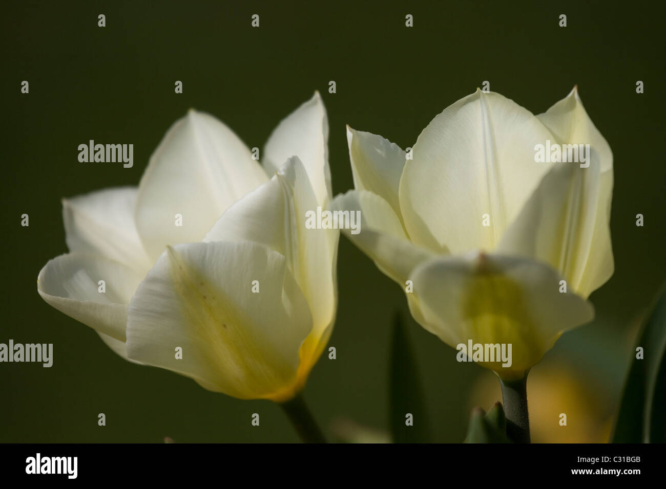 Tulipes blanches dans Streatham Park, Londres du sud. Banque D'Images