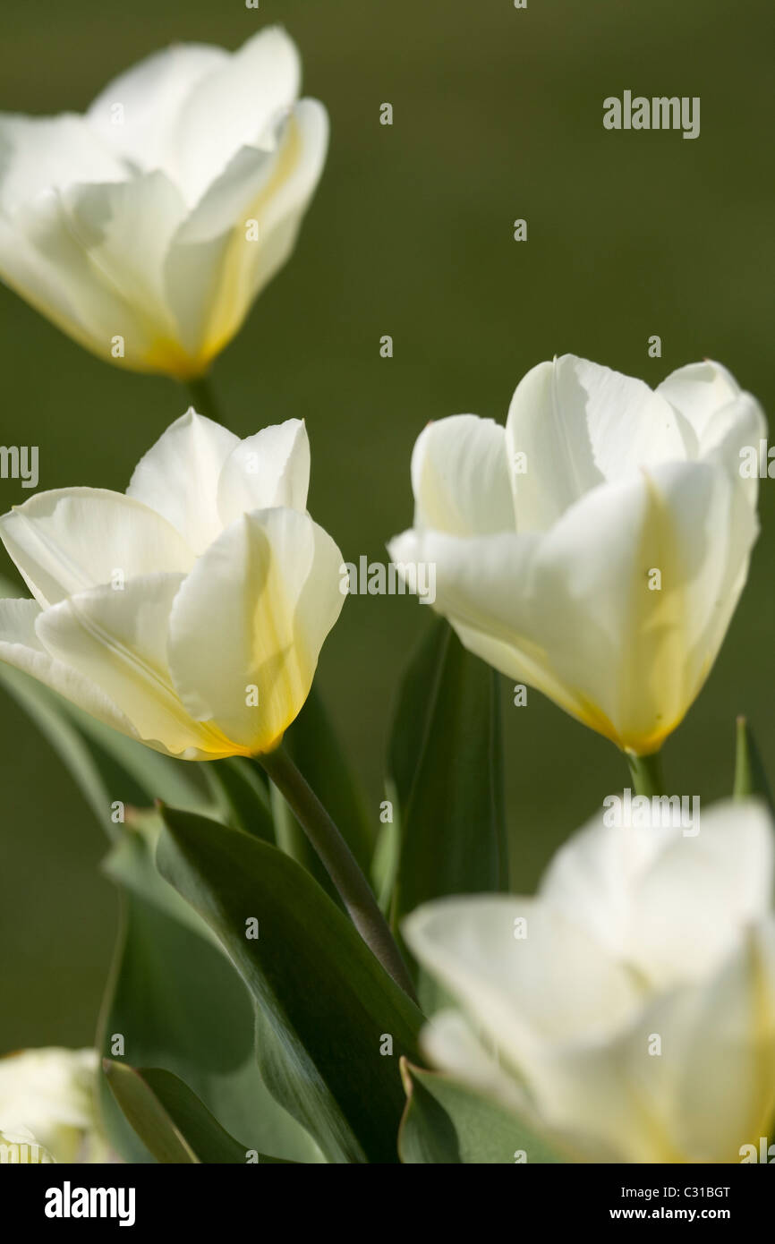 Tulipes blanches dans Streatham Park, Londres du sud. Banque D'Images