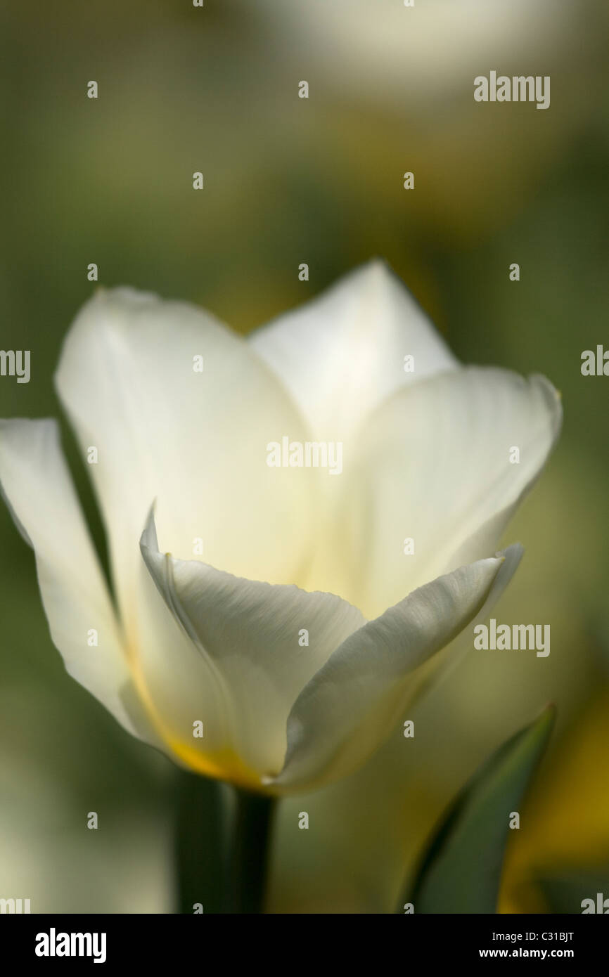 Tulipes blanches dans Streatham Park, Londres du sud. Banque D'Images