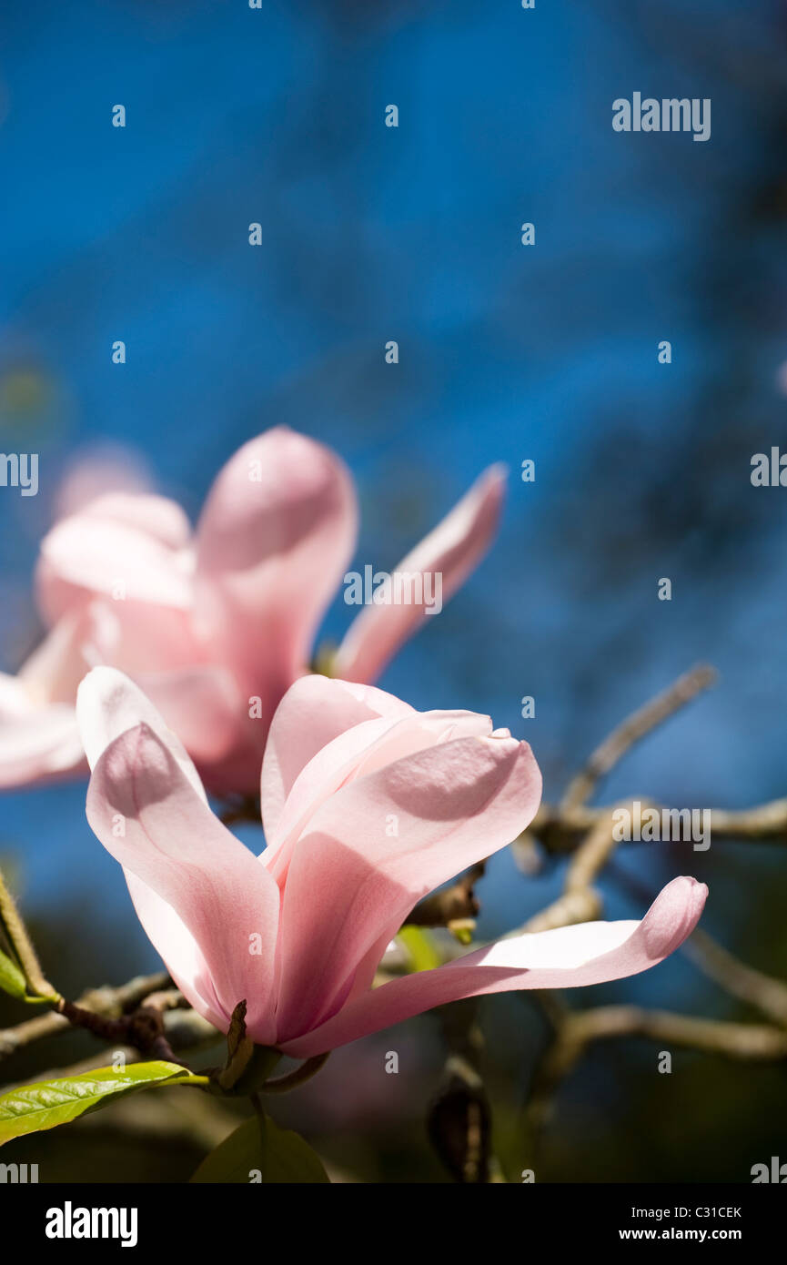 Magnolia sprengeri 'Diva' en fleurs Banque D'Images