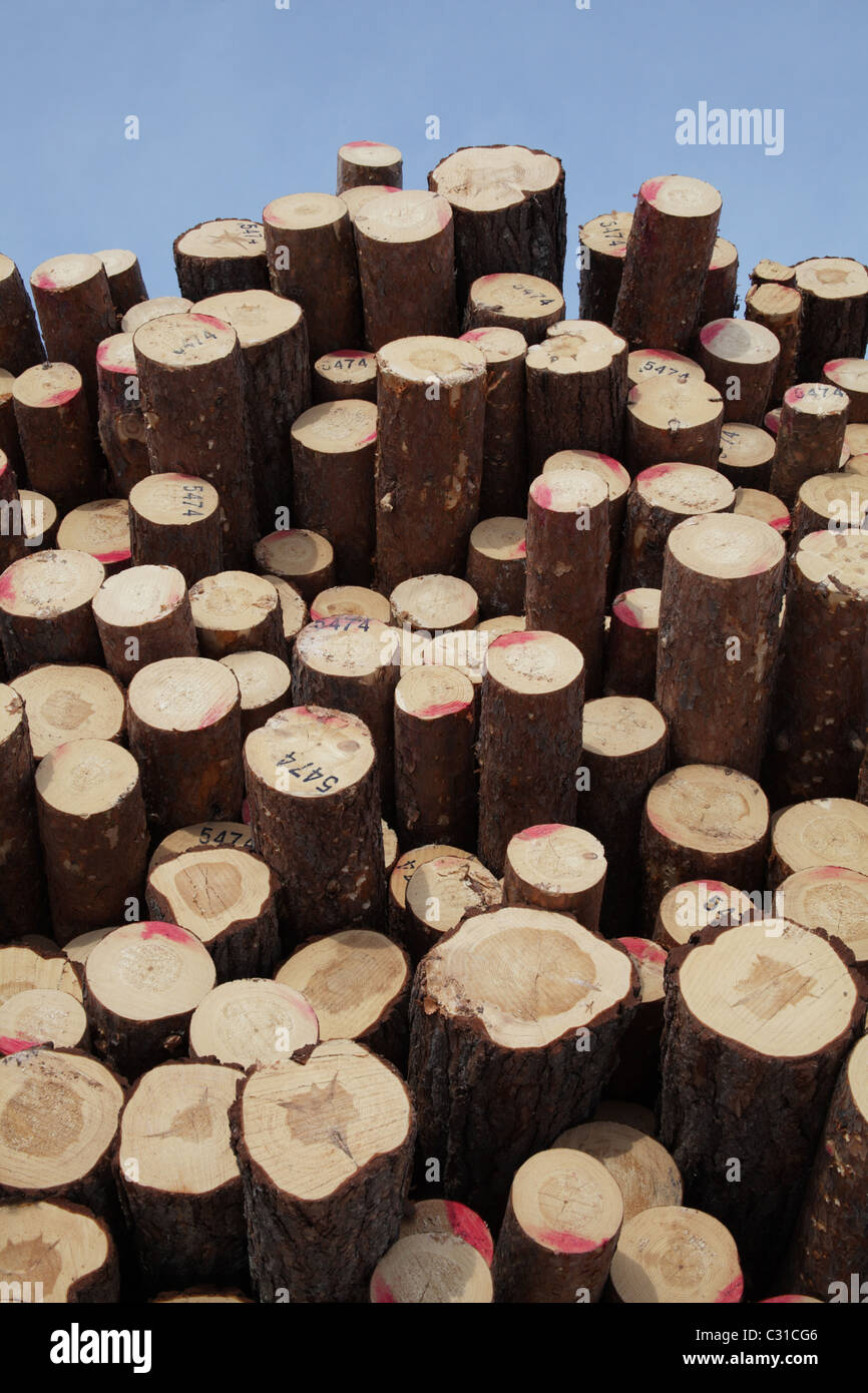 Grande pile de troncs d'arbres de pin prêt pour le transport, l'Arvidsjaur, le nord de la Suède Banque D'Images