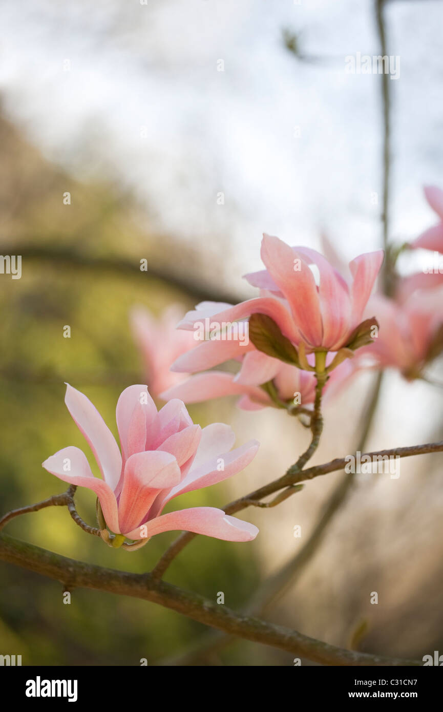 Magnolia sprengeri en fleur Banque D'Images