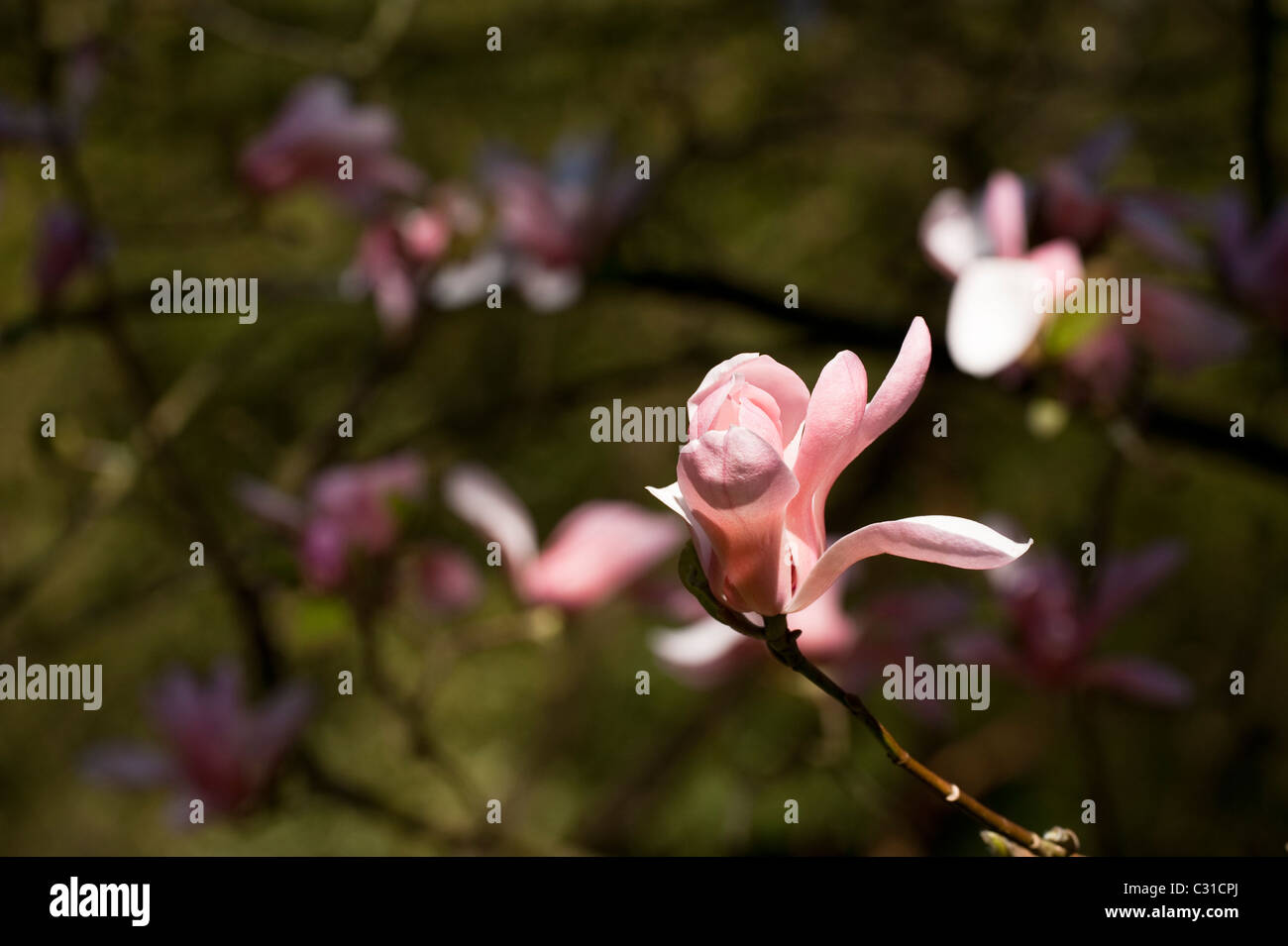 Magnolia sprengeri en fleur Banque D'Images