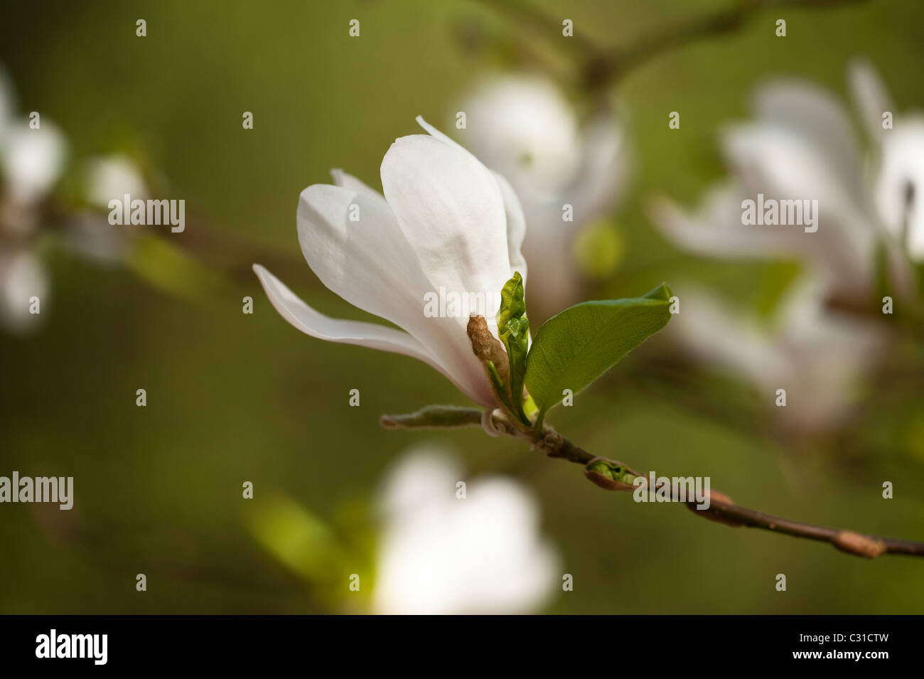 Magnolia stellata 'Rosea' en fleurs Banque D'Images