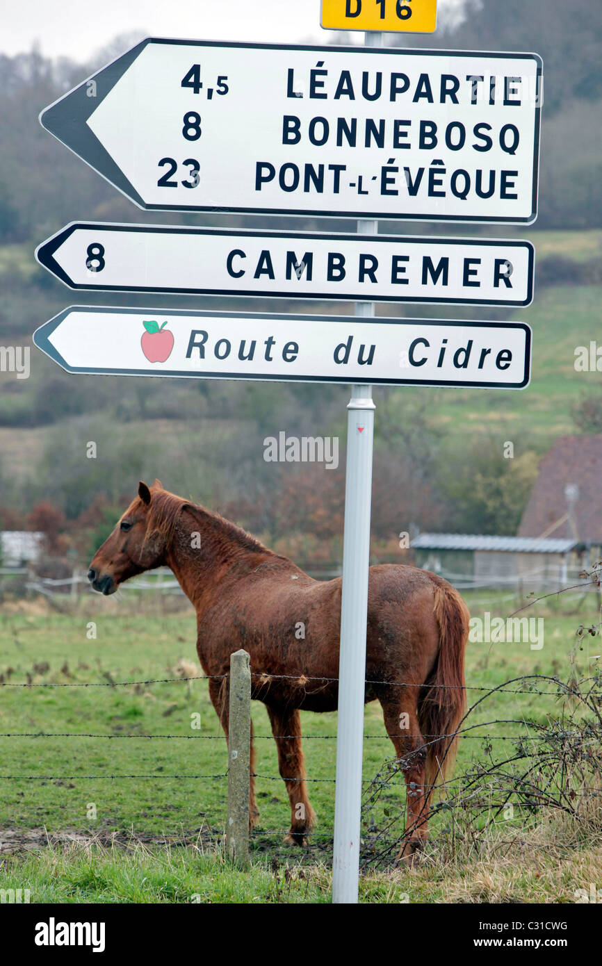 Cheval DEVANT LE PANNEAU INDIQUANT LA ROUTE DU CIDRE, DE LA RÉGION DE  CAMBREMER, Calvados, (14), Basse-normandie, FRANCE Photo Stock - Alamy