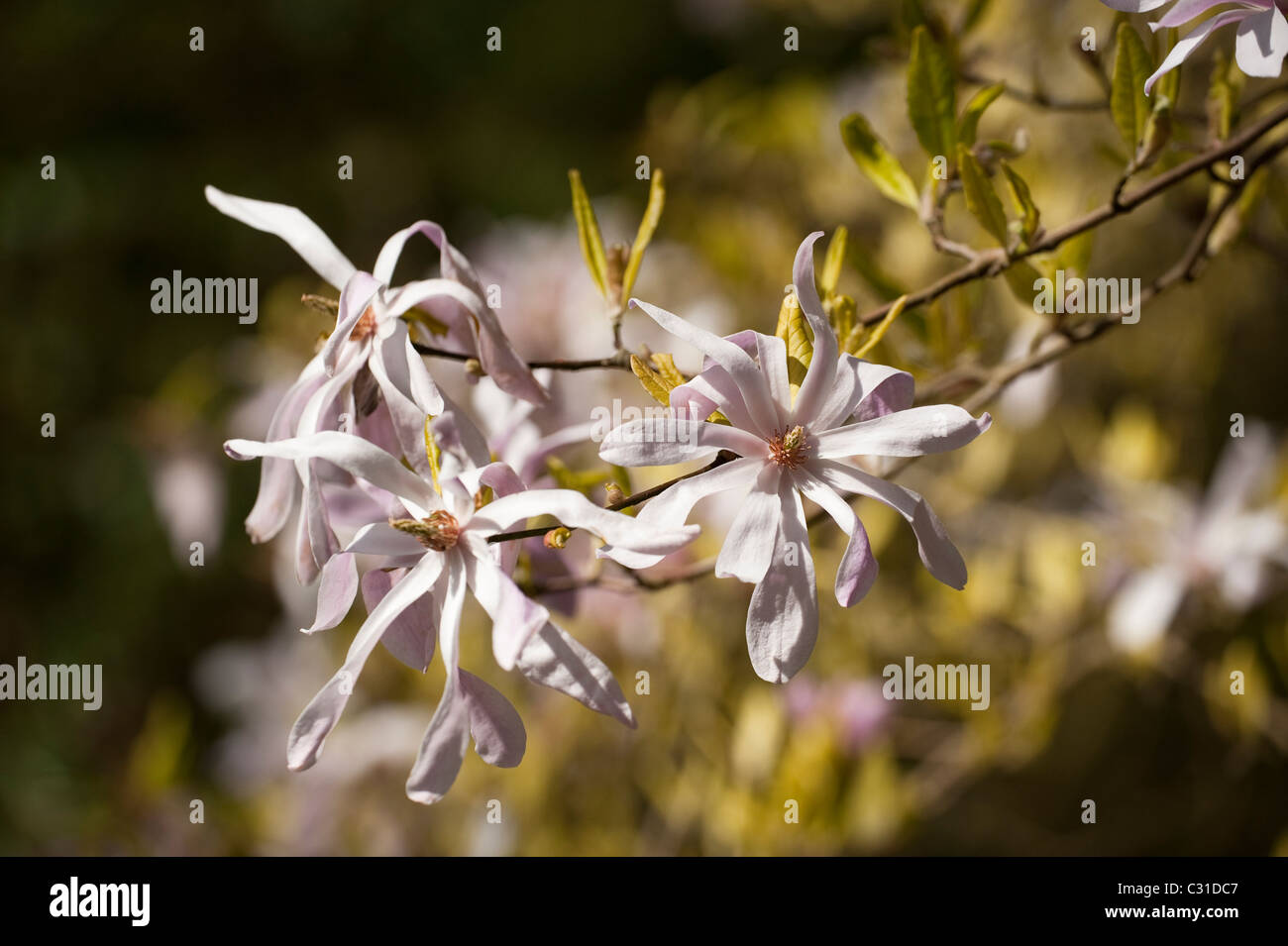 Magnolia x loebneri 'Leonard Messel' en fleurs Banque D'Images