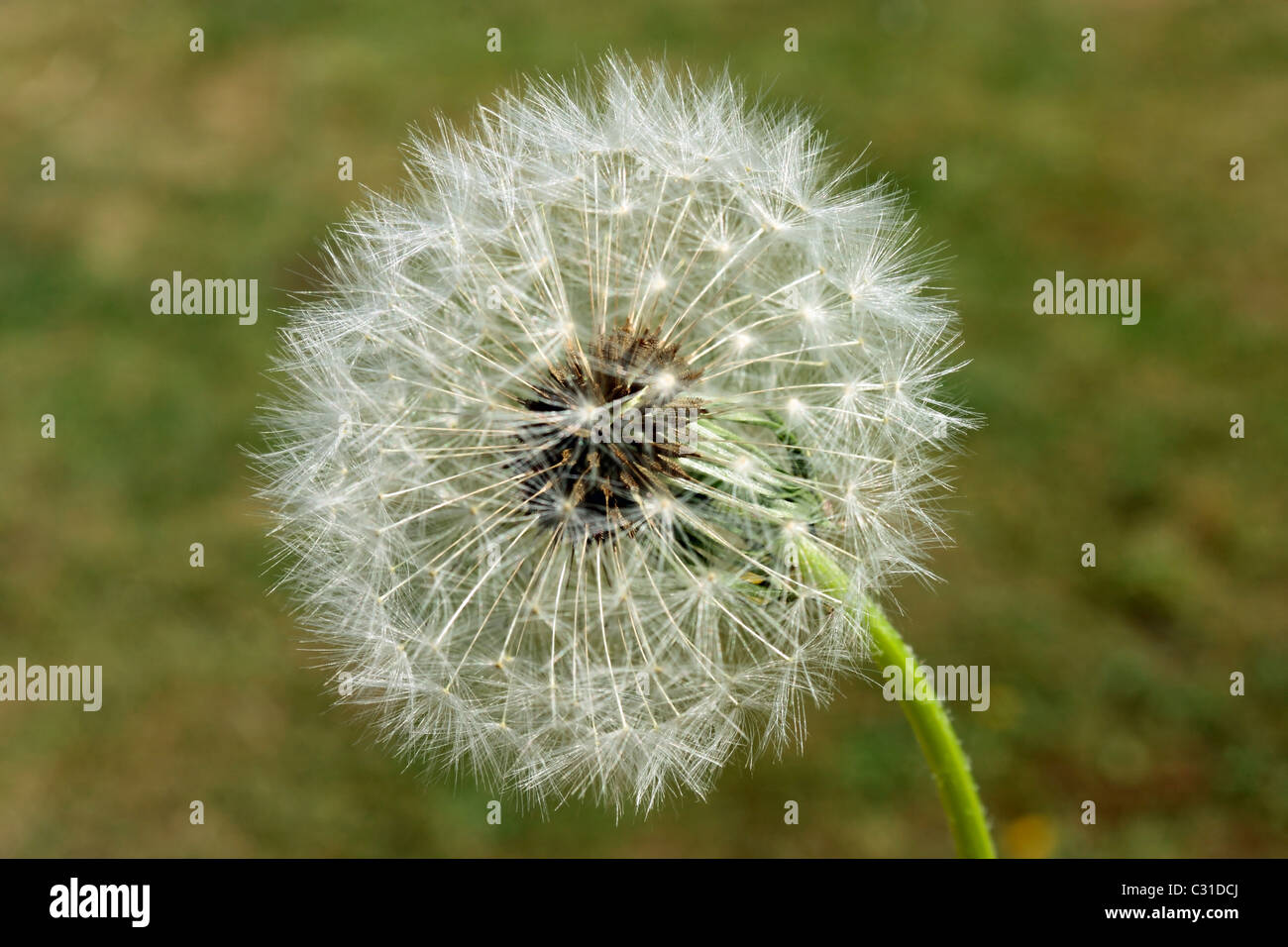 Graines de pissenlit Banque D'Images