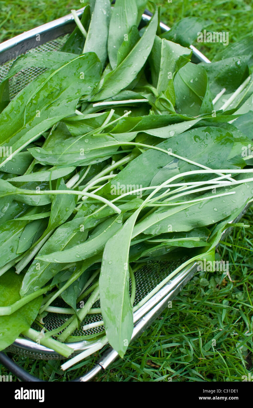 Les feuilles fraîchement récoltées ramsons (aka les rampes, les poireaux, l'ail sauvage du bois, ou l'ail sauvage) assis dans un panier dans le Northumberland, UK Banque D'Images