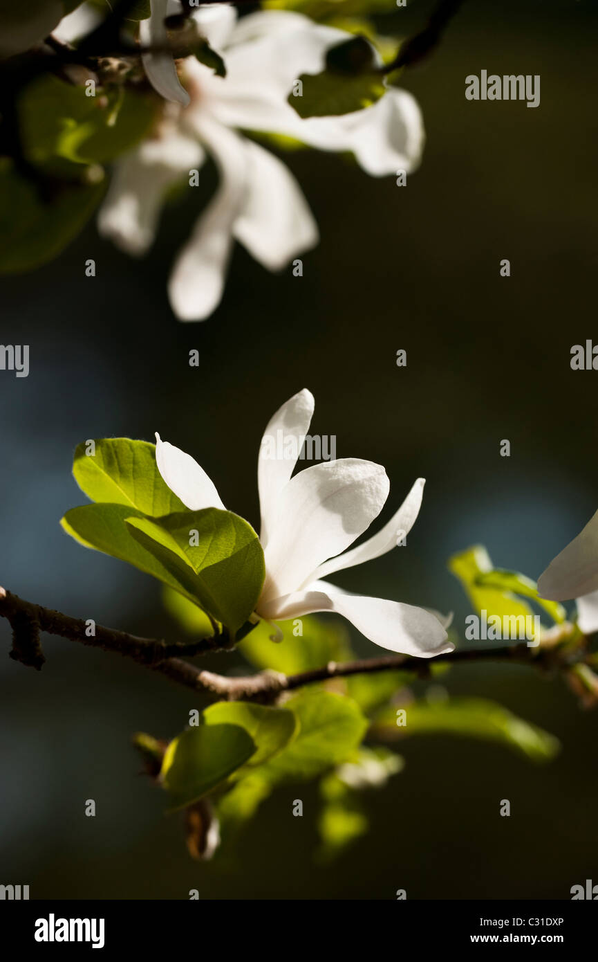 Magnolia x loebneri 'Merrill' en fleurs Banque D'Images