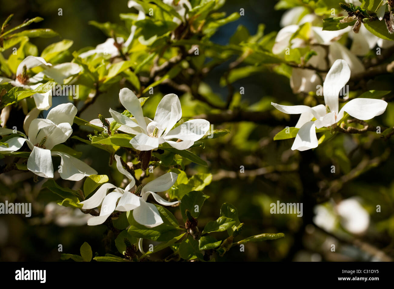 Magnolia x loebneri 'Merrill' en fleurs Banque D'Images