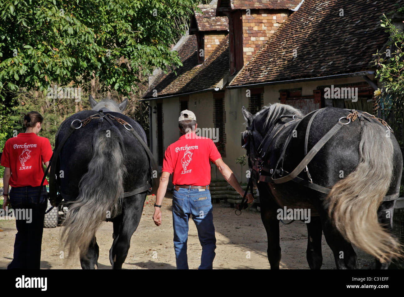 Élevage de chevaux percherons, LE MANOIR DU GRAND PRAINVILLE, SAINT-JEAN- PIERRE-FIXTE, Eure-et-Loir (28), FRANCE Photo Stock - Alamy