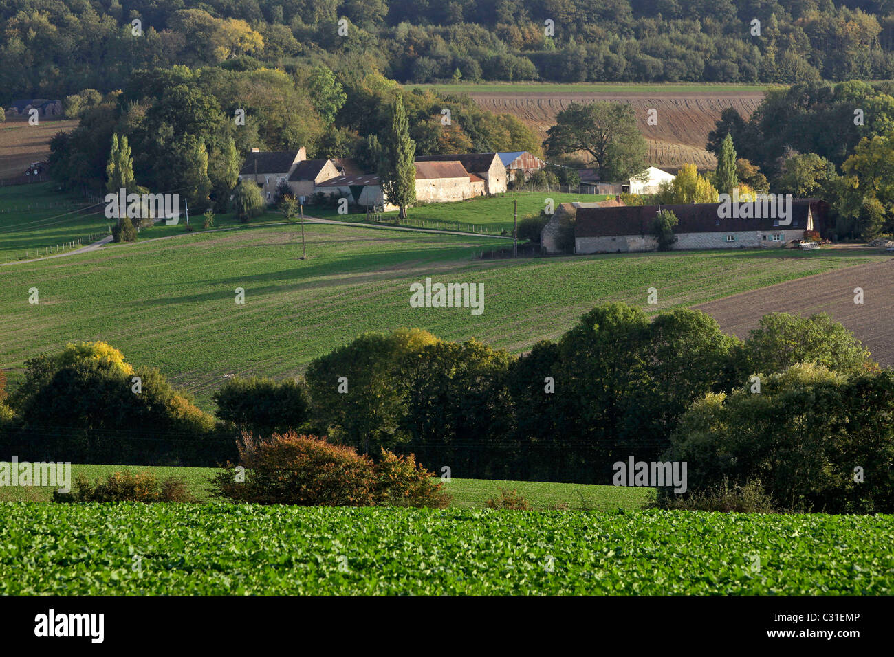 PERCHERON campagne autour de Nogent-le-Rotrou, perche, Eure-et-Loir (28), FRANCE Banque D'Images