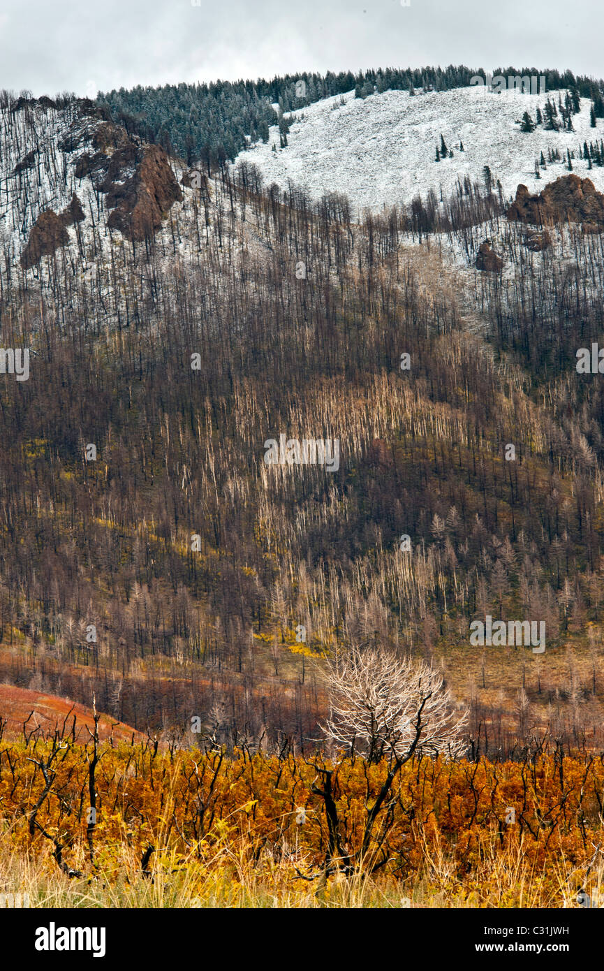 Les couleurs de l'automne ou à l'Automne La Sal Mountain Road près de Moab Utah USA arbres morts et branches montrent des signes d'un récent feu de forêt Banque D'Images