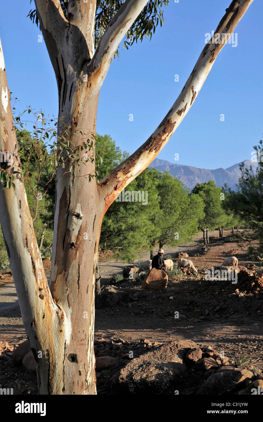 Berger et ses moutons SUR LE DOMAINE DE TERRES D'AMANAR, TAHANAOUTE, Al Haouz, MAROC Banque D'Images