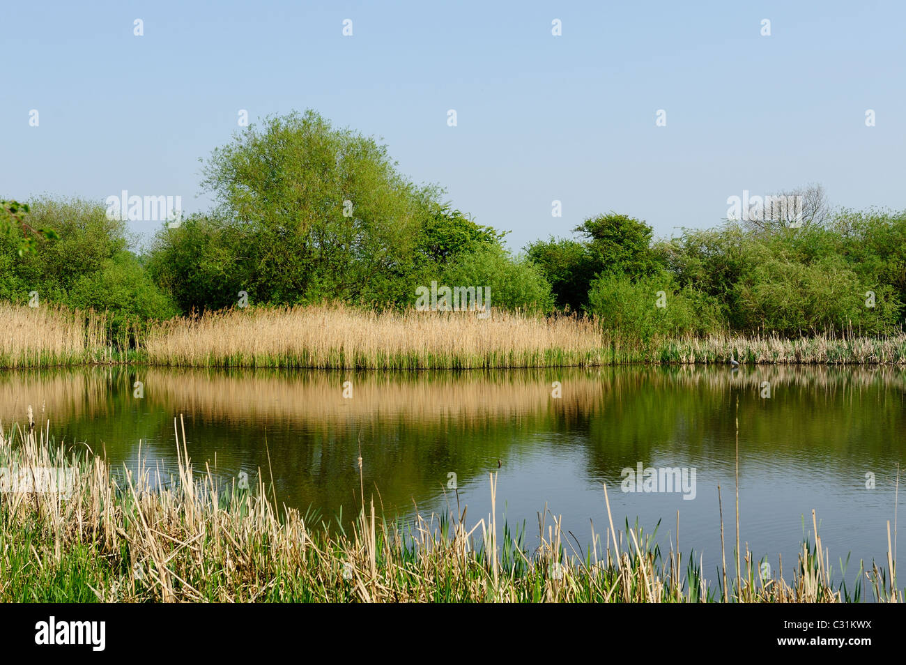 Réserve naturelle d'attenborough Royaume-Uni Angleterre Nottingham Banque D'Images