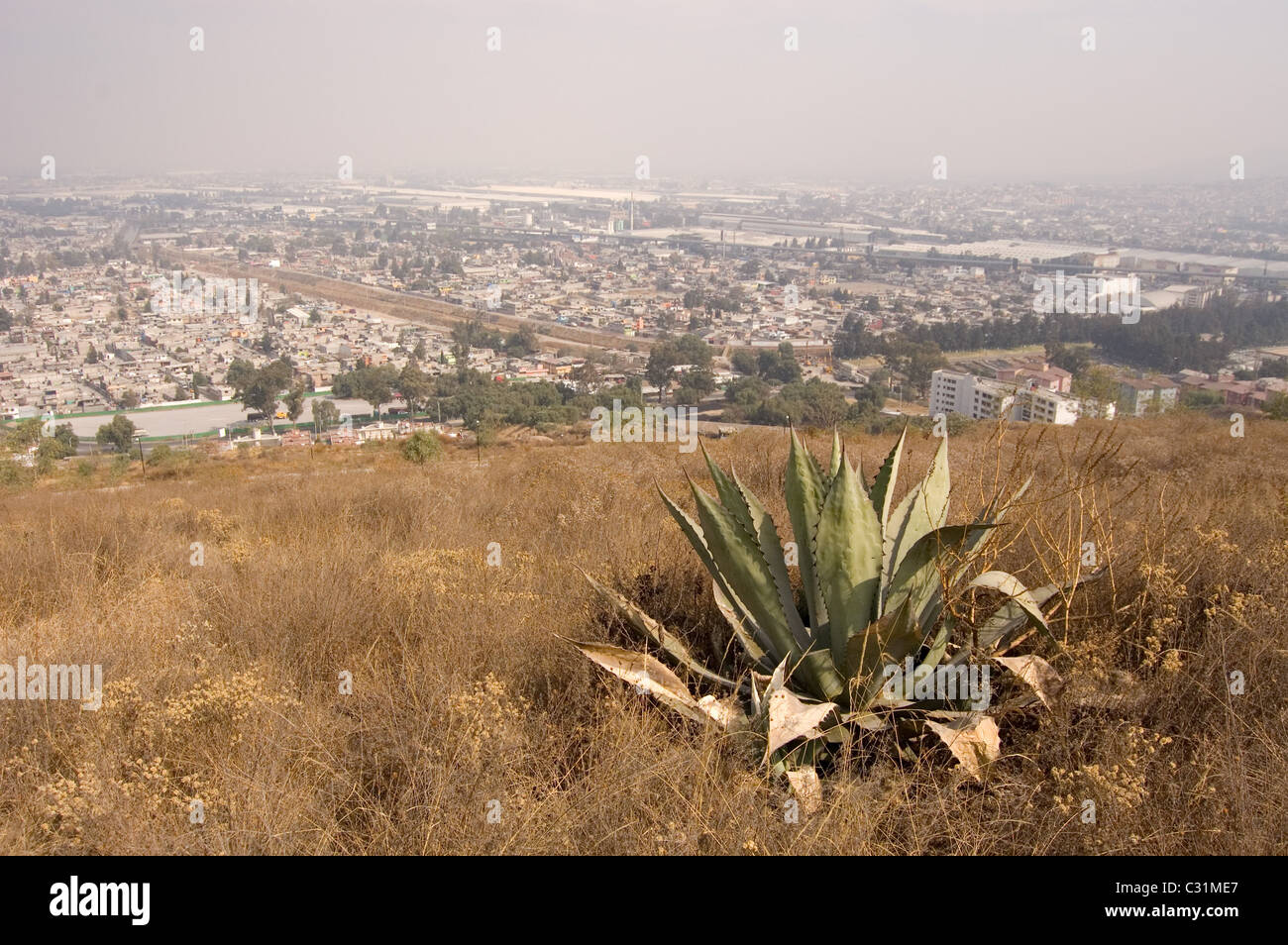 Agave sauvage sur une colline dans le centre du Mexique Banque D'Images