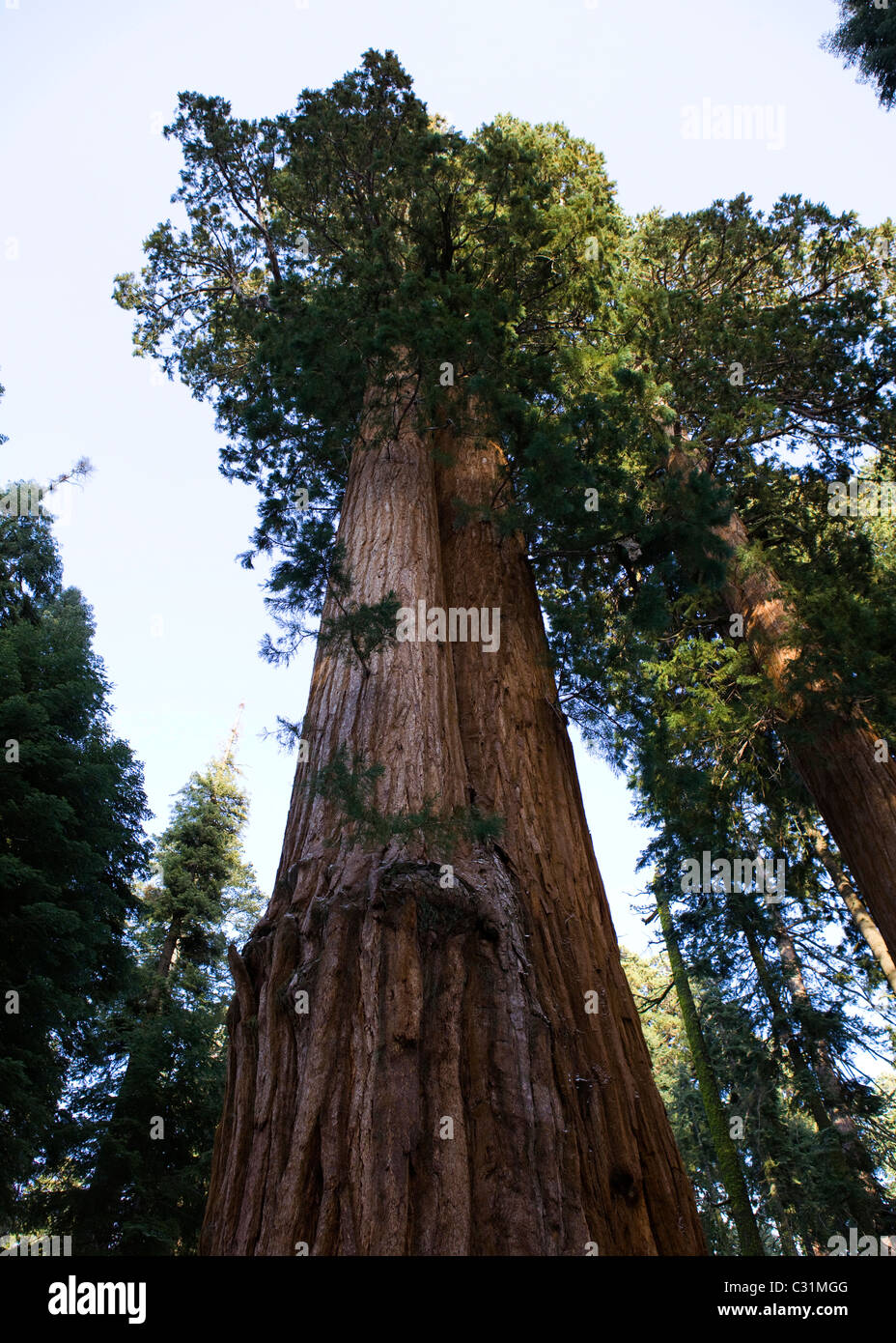 Arbre Séquoia géant Banque D'Images