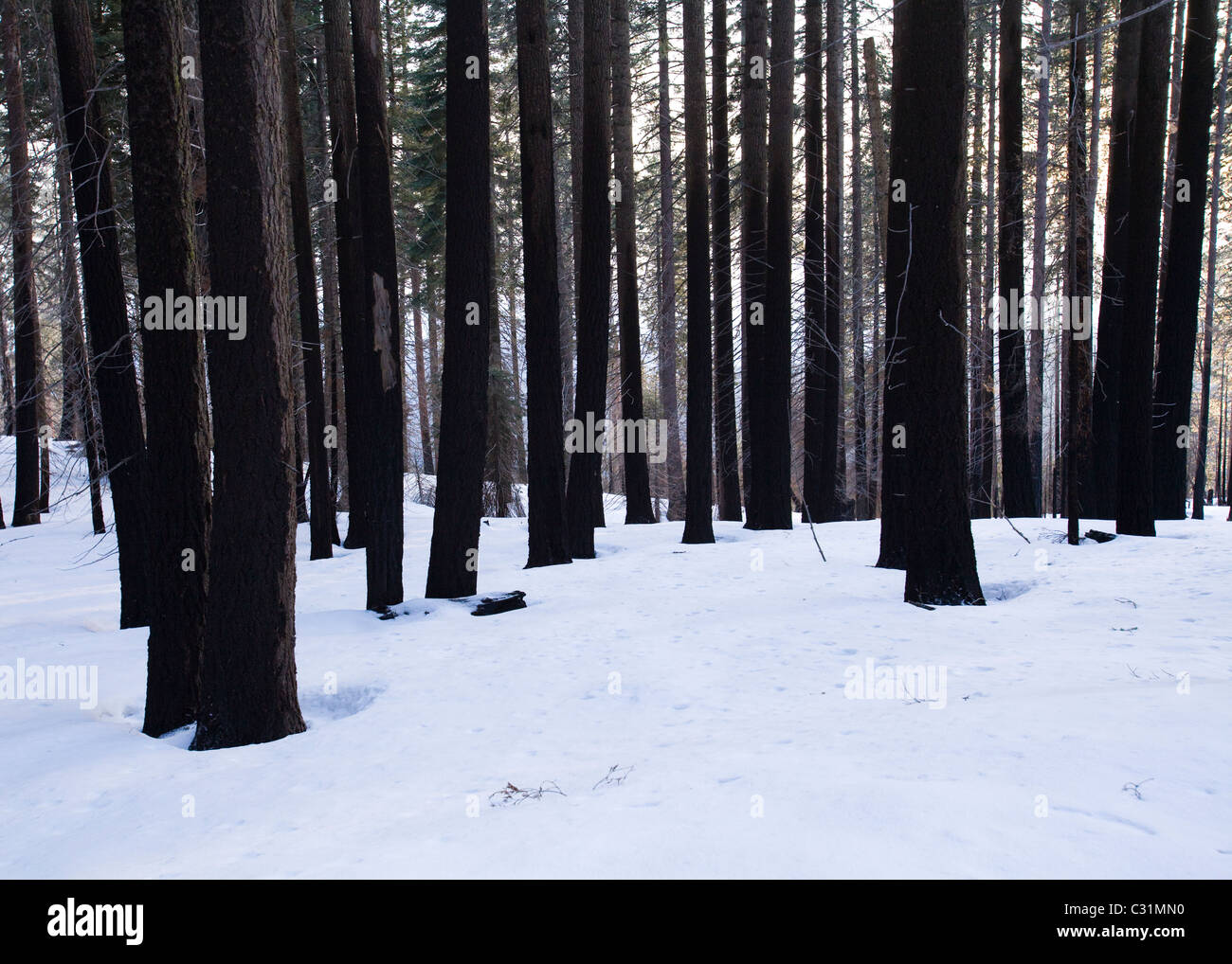 Arbre brûlé - Forêt de la Sierra Nevada, en Californie USA Banque D'Images