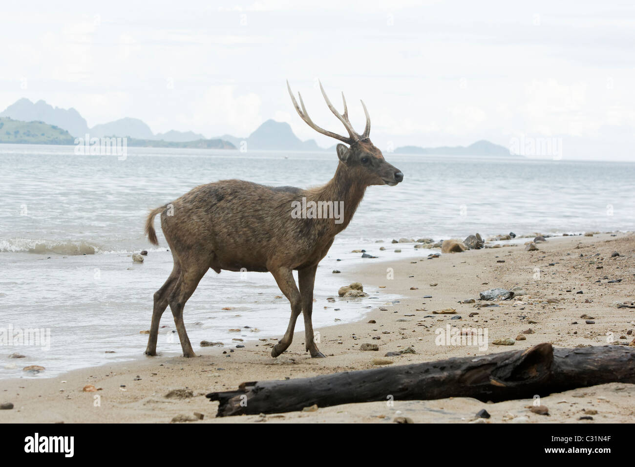 Timor oriental ou Rusa deer (Cervus timorensis, seul animal, sur la plage, l'île de Komodo, en Indonésie, en mars 2011 Banque D'Images