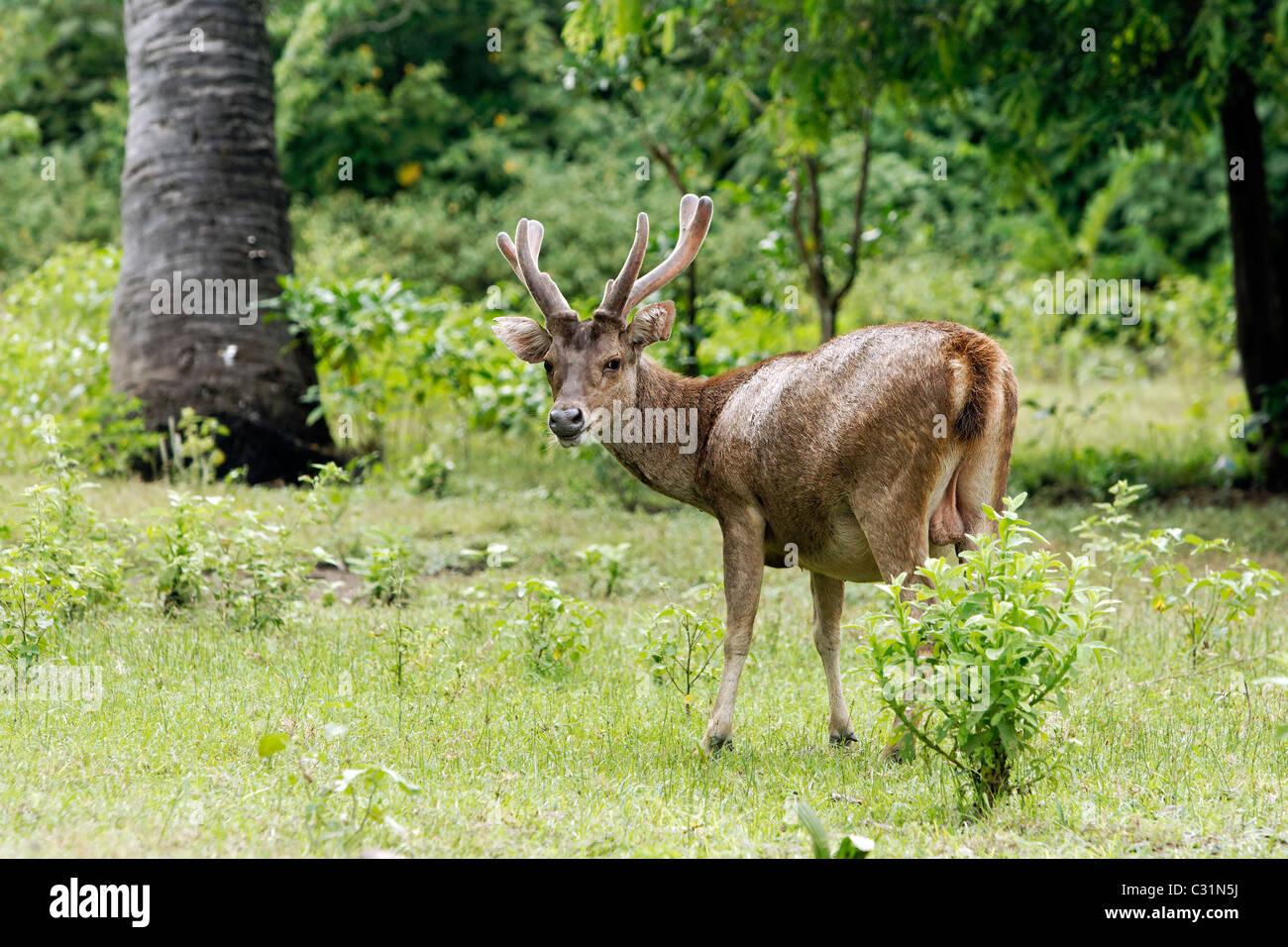 Timor oriental ou Rusa deer (Cervus timorensis, seul animal, l'île de Komodo, en Indonésie, en mars 2011 Banque D'Images