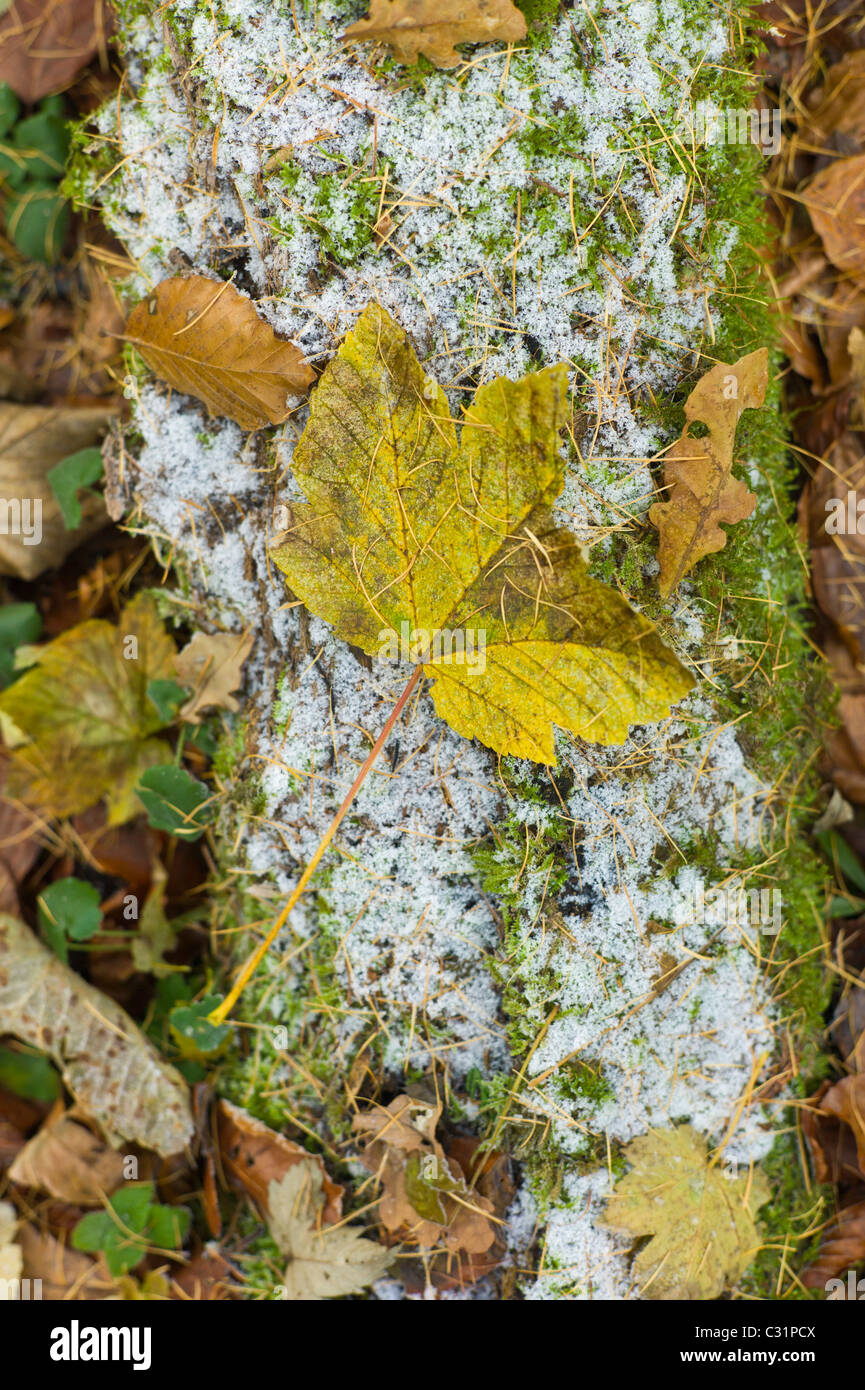 Sycomore, chêne et hêtre feuilles sur le sol glacial, les Cotswolds, Royaume-Uni Banque D'Images