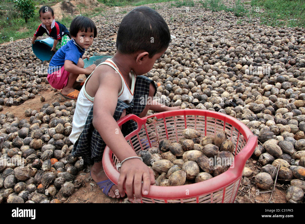 Le TRI DES ENFANTS NOIX D'AREC, fruit de la palme de bétel souvent servi à la mastication enveloppé dans une feuille de bétel, Thailande, ASIE Banque D'Images